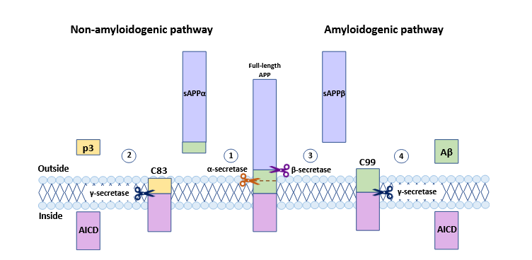 β淀粉样前体蛋白【β Amyloid Precursor Protein, APP】 2026 06 16 adbfcecf f0e9 41da aabe a3a14bf243da