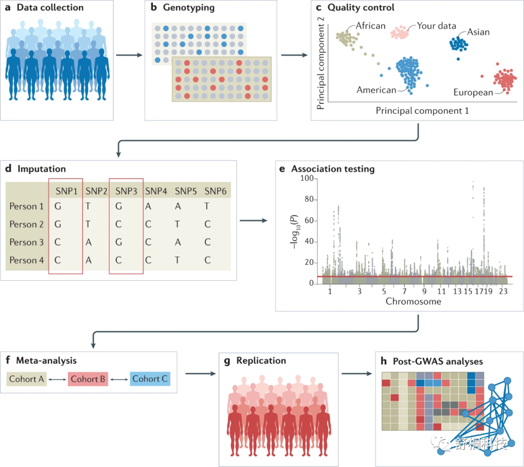全基因组关联研究【GWAS】 2026 06 18 81082b51 5cef 460a a224 88b410adc8a2