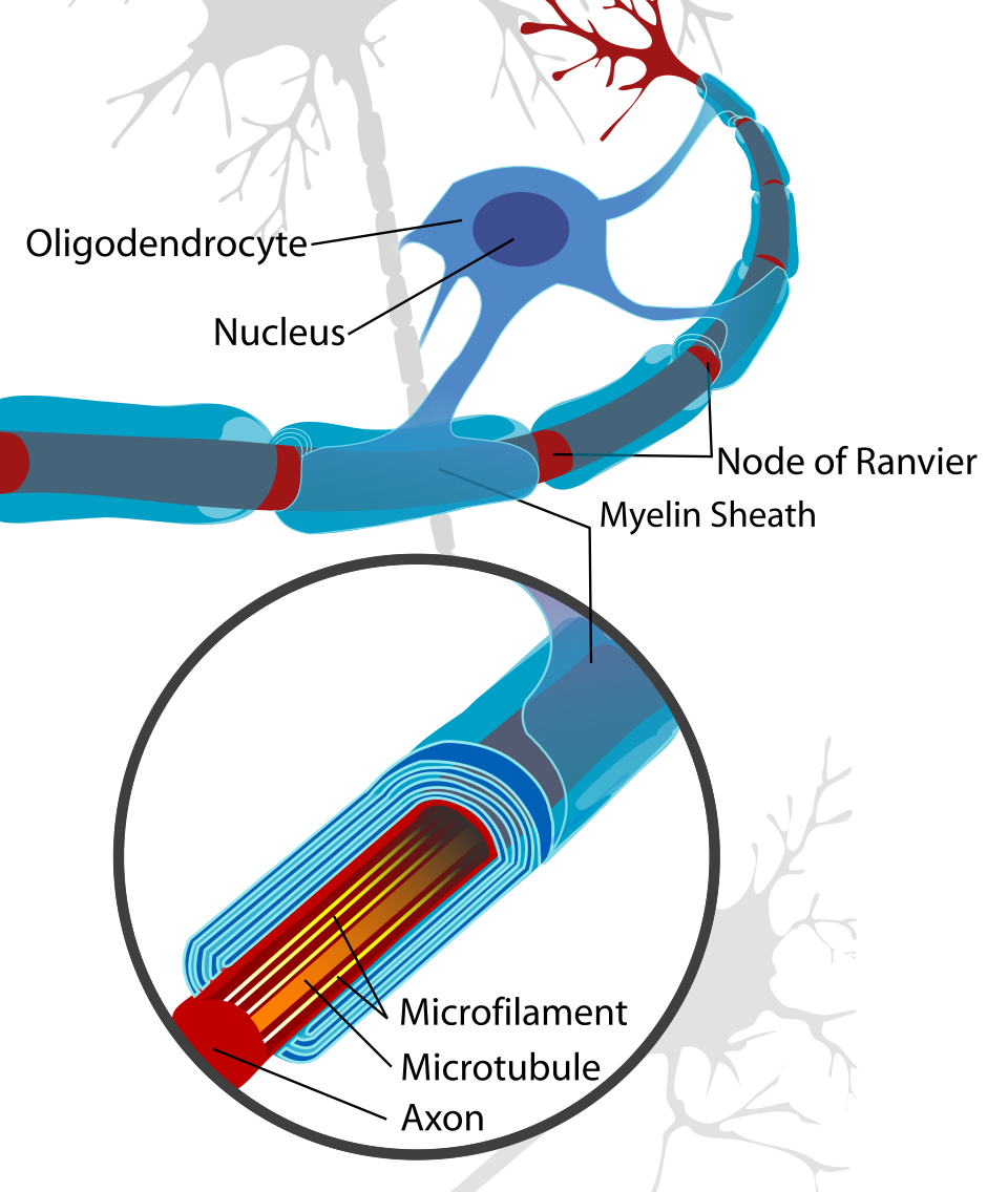 少突胶质细胞【Oligodendrocyte】 2026 06 20 d6e1f6cb 15fd 433b 886a 0d117a3fd270