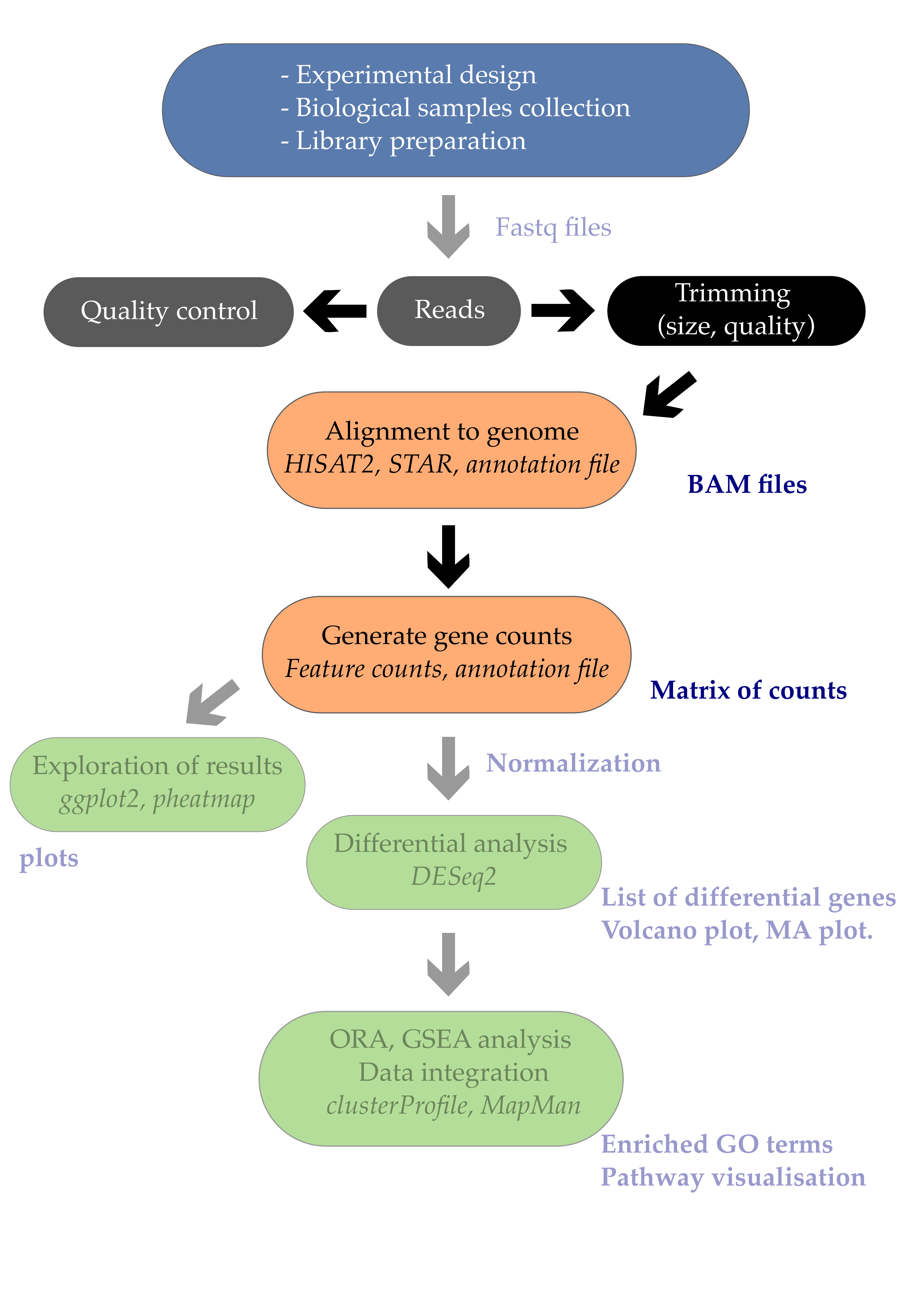 RNA seq分析流程SOP 2026 06 28 6fb2b166 701c 4ff4 841b fe8b753e7333